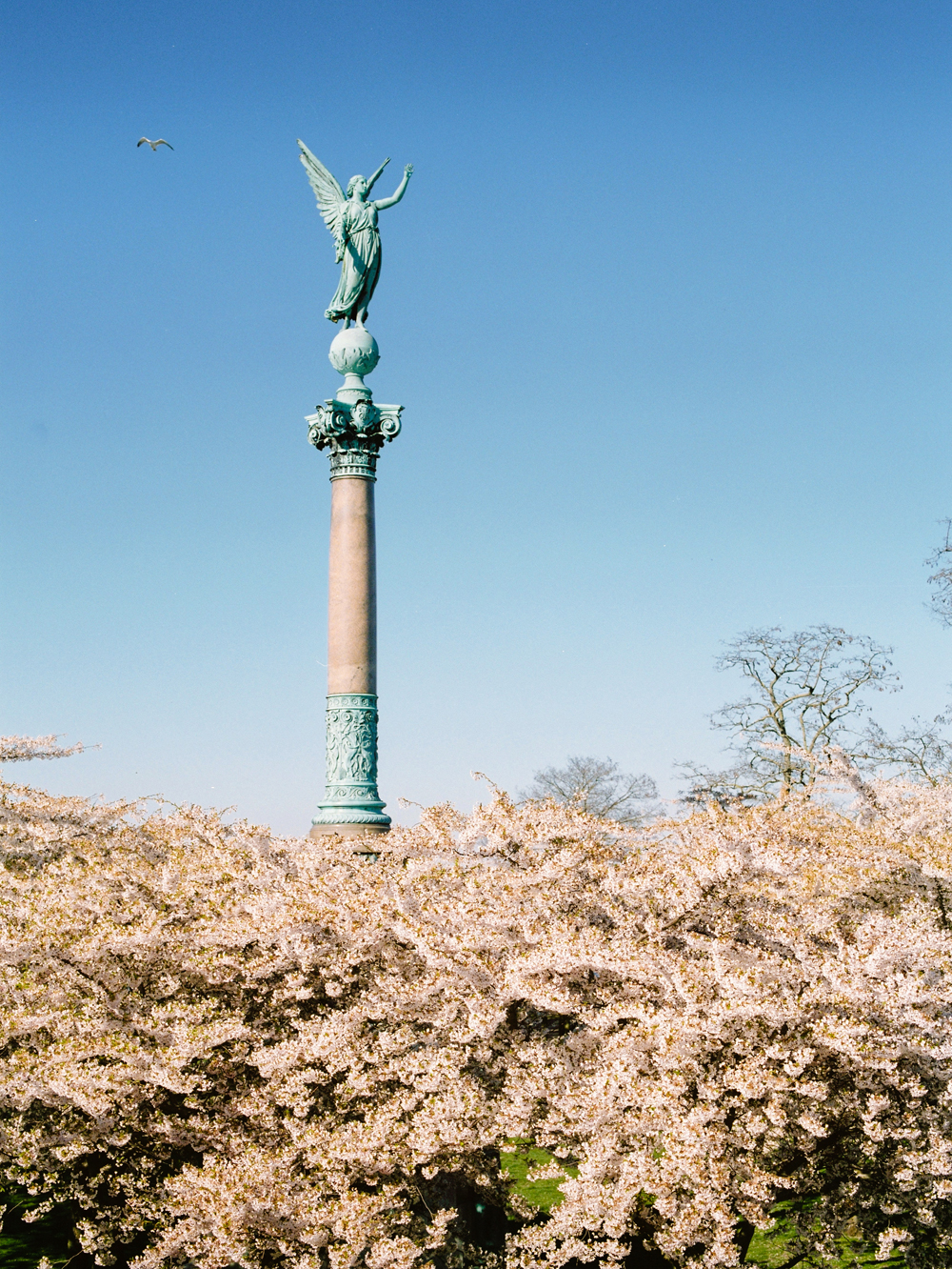 Copenhagen Spring | Film photo Fuji 400H