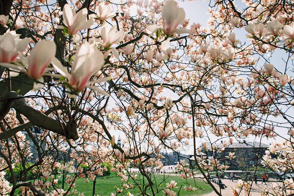 Copenhagen Spring | Film photography | Kodak Gold 200
